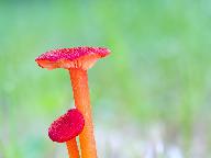 Hygrocybe miniata 