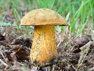 Suillellus luridus 