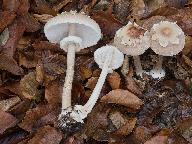 Macrolepiota konradii