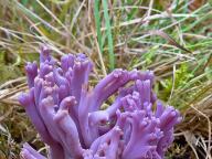 Clavaria zollingeri