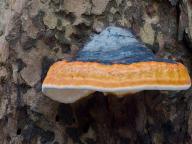 Fomitopsis pinicola