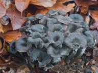 Craterellus cinereus