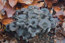 foto Martin Slavičínský foto Martin Slavičínský