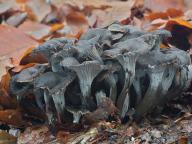Craterellus cinereus