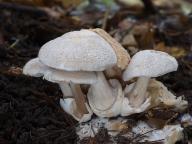 Volvariella surrecta 