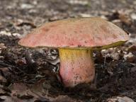 Rubroboletus legaliae 