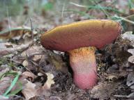 Rubroboletus rhodoxanthus 