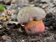 Rubroboletus legaliae 