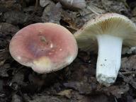 Russula vesca - holubinka mandlová