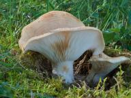 Lactarius zonarius - ryzec pásovaný