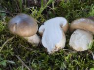 Hygrophorus latitabundus - ��avnatka hn�dob�l�