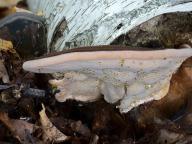 Ischnoderma resinosum - smolokorka buková