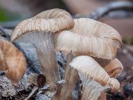 Lentinellus micheneri 