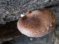 Lentinula edodes