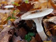 Hygrophorus glutinifer