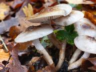 Hygrophorus glutinifer