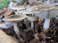 Hygrophorus glutinifer
