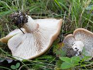 Rhodocybe gemina 