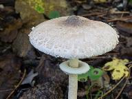 Macrolepiota mastoidea