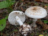 Amanita citrina f. alba 