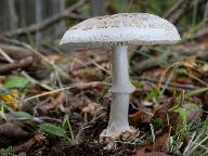 Amanita citrina f. alba 