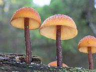 Gymnopilus picreus