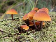 Gymnopilus picreus