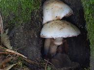 Hebeloma radicosum  Hebeloma radicosum