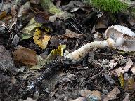 Hebeloma radicosum  Hebeloma radicosum