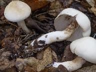 Tricholoma lascivum 