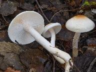 Hygrophorus lindtneri