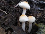 Hygrophorus lindtneri