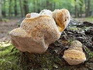 Phellinus robustus