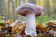 foto Vladimír Sojka foto Vladimír Sojka