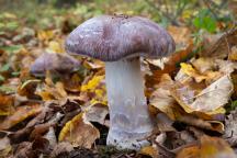 foto Vladimír Sojka foto Vladimír Sojka