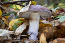 foto Vladimír Sojka foto Vladimír Sojka