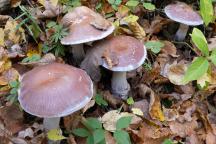 foto Vladimír Sojka foto Vladimír Sojka