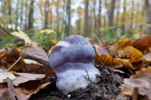 foto Vladimír Sojka foto Vladimír Sojka