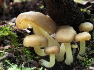 Chrysomphalina grossula 