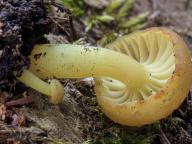 Chrysomphalina grossula 