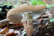 foto Vladimír Sojka foto Vladimír Sojka