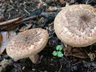 Echinoderma calcicola 