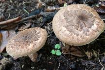 foto Vladimír Sojka foto Vladimír Sojka