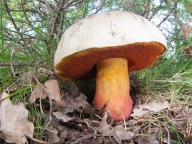 Rubroboletus satanas 