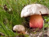 Rubroboletus satanas 