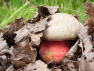Rubroboletus satanas 