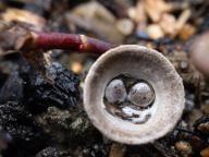 Cyathus olla