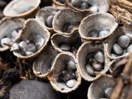Cyathus olla