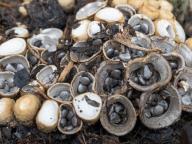 Cyathus olla
