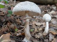 Chlorophyllum rachodes
